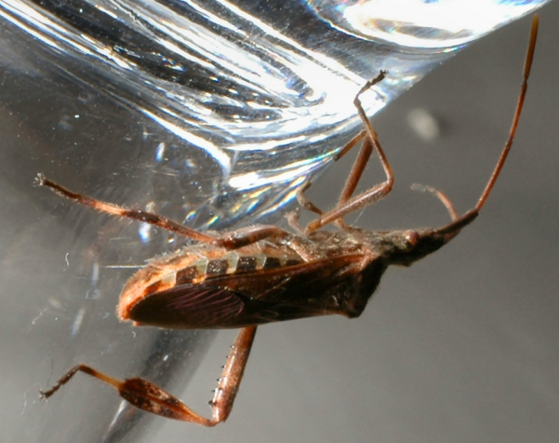 Coreidae: Leptoglossus occidentalis della Toscana (Prato)